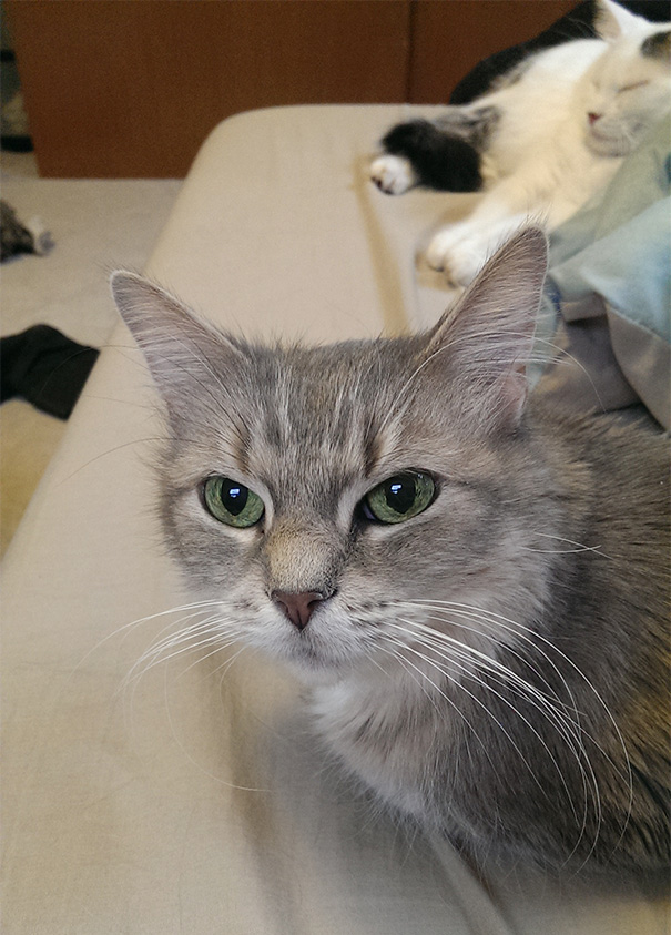 старые кошки, взяли из приюта старую кошку, немолодые кошки