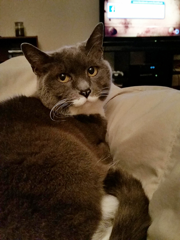 старые кошки, взяли из приюта старую кошку, немолодые кошки