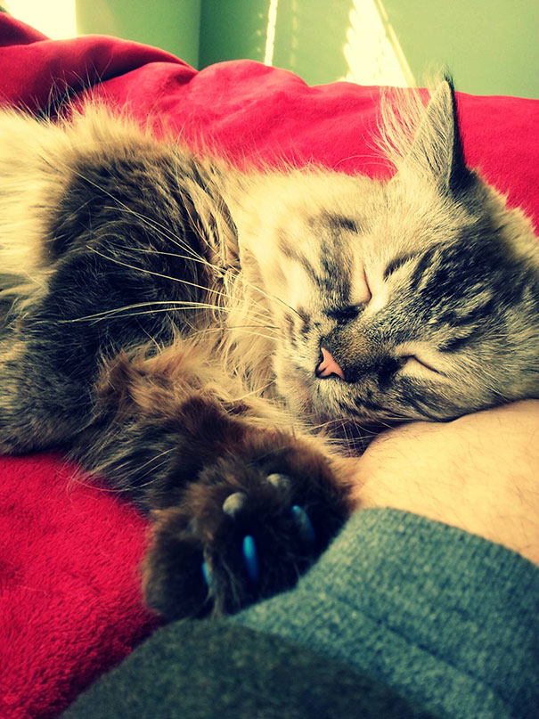 старые кошки, взяли из приюта старую кошку, немолодые кошки