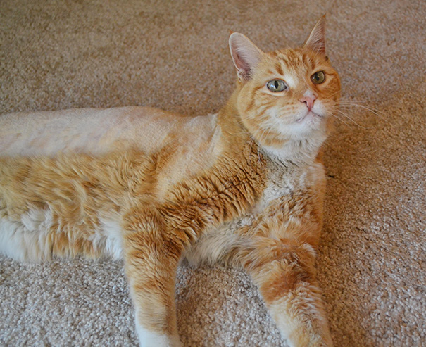 старые кошки, взяли из приюта старую кошку, немолодые кошки