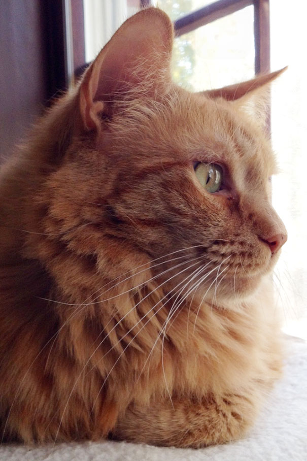 старые кошки, взяли из приюта старую кошку, немолодые кошки