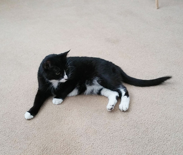 старые кошки, взяли из приюта старую кошку, немолодые кошки