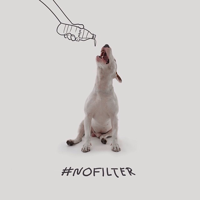 бультерьер, Рафаэль Мантессо, Rafael Mantesso, бультерьер и стены