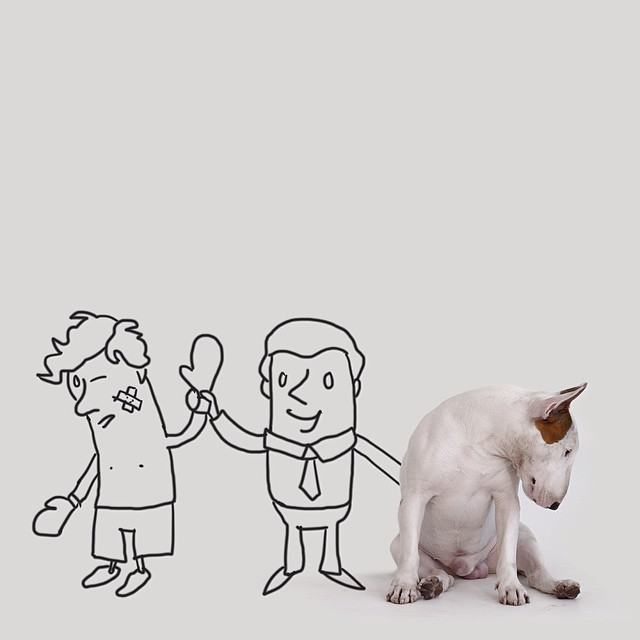 бультерьер, Рафаэль Мантессо, Rafael Mantesso, бультерьер и стены