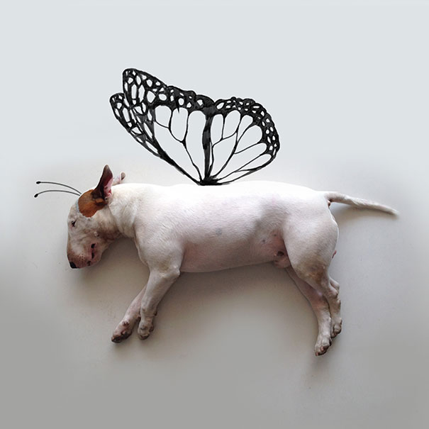 бультерьер, Рафаэль Мантессо, Rafael Mantesso, бультерьер и стены