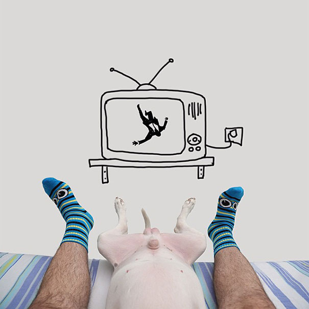 бультерьер, Рафаэль Мантессо, Rafael Mantesso, бультерьер и стены