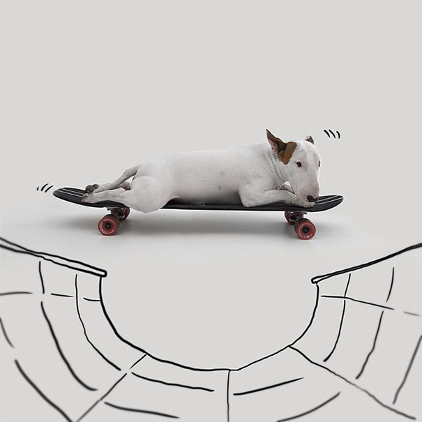 бультерьер, Рафаэль Мантессо, Rafael Mantesso, бультерьер и стены