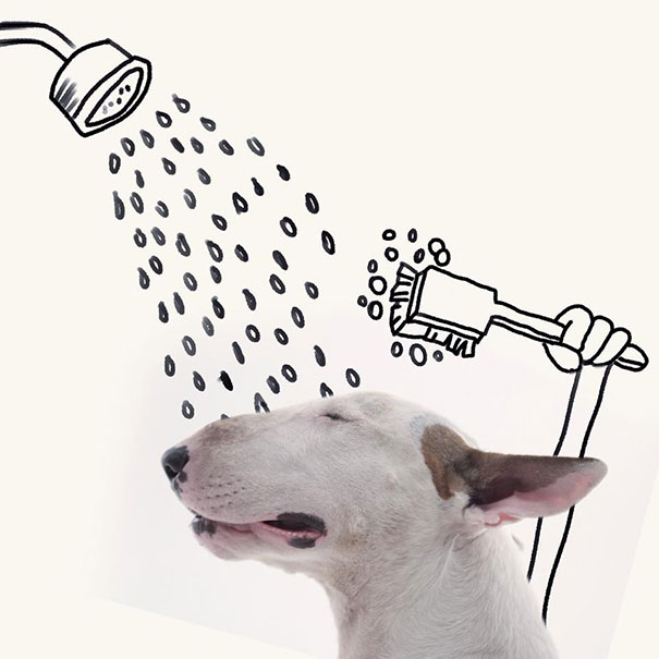 бультерьер, Рафаэль Мантессо, Rafael Mantesso, бультерьер и стены