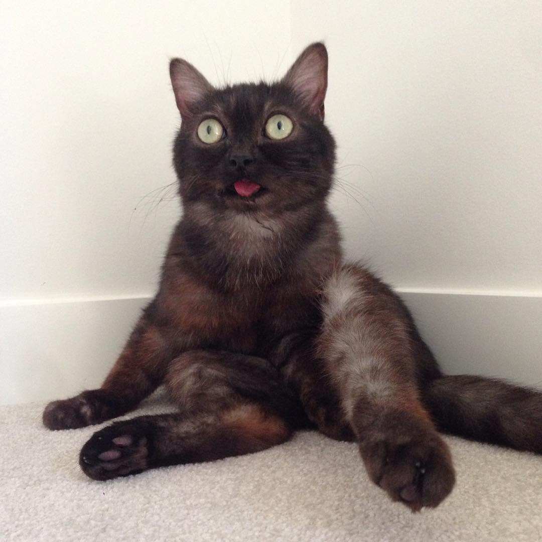 кот с высунутым языком, Мистер Магу