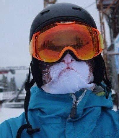 Эти классные маски в виде животных согреют ваше лицо и сердце этой зимой маски в виде животных, лыжные маски от Тэи салат