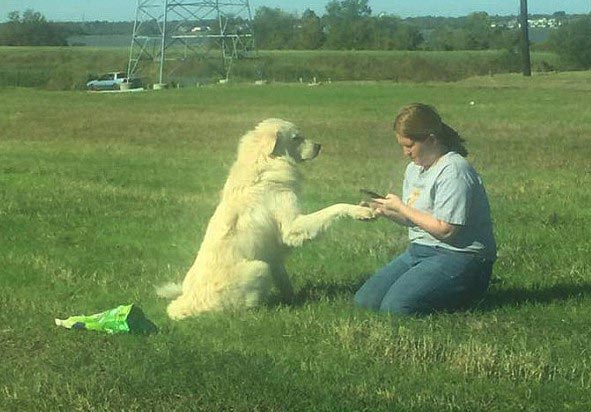 Собака отказывалась покидать тело друга, после того, как его сбила машина собака отказывалась покидать тело друга, собака отказывалась покинуть тело мертвого друга