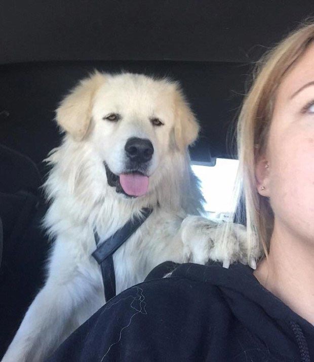 Собака отказывалась покидать тело друга, после того, как его сбила машина собака отказывалась покидать тело друга, собака отказывалась покинуть тело мертвого друга