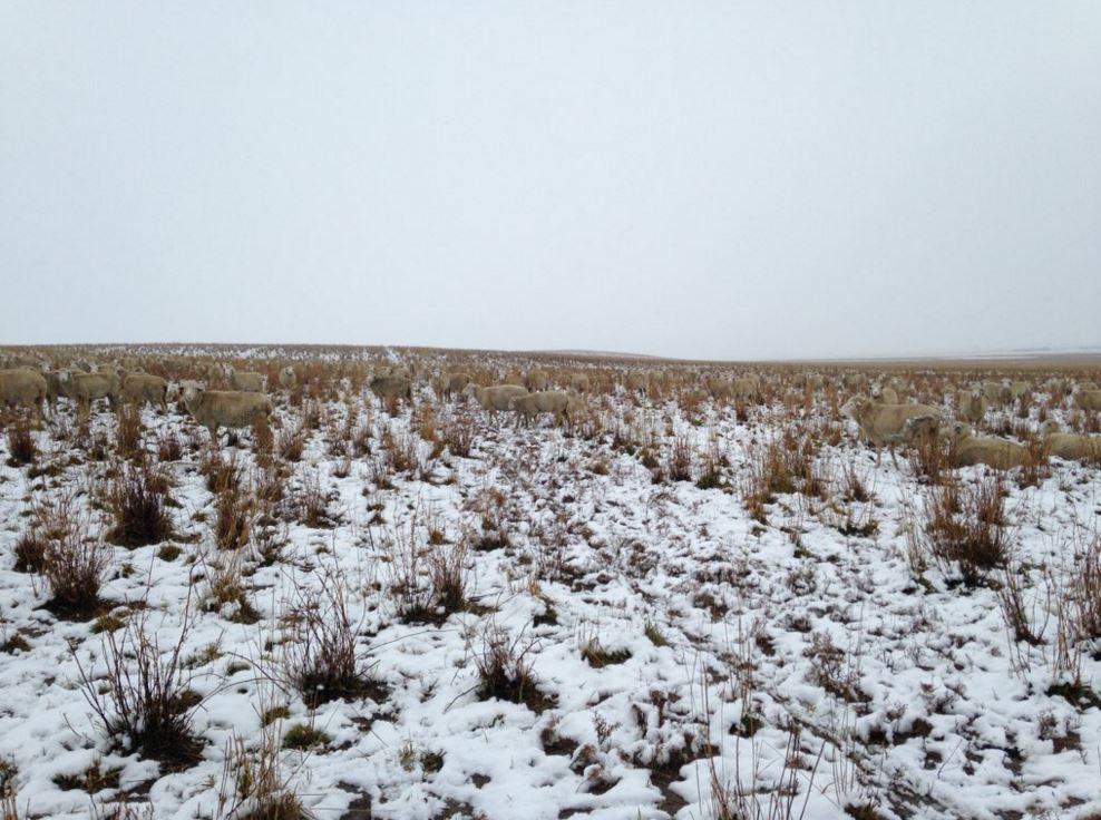 На этой фотографии 550 овец. Можете найти их? На этой фотографии 550 овец