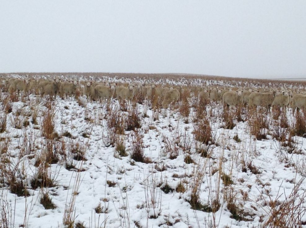 На этой фотографии 550 овец. Можете найти их? На этой фотографии 550 овец