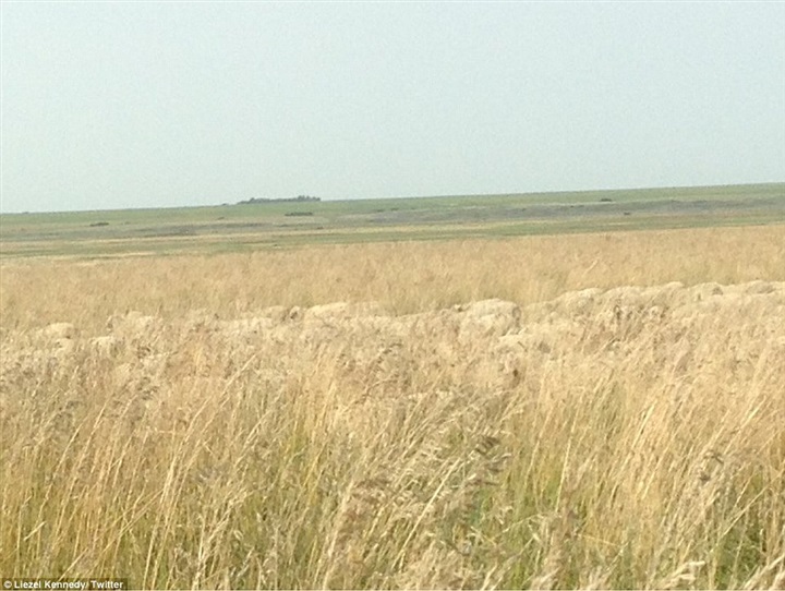 На этой фотографии 550 овец. Можете найти их? На этой фотографии 550 овец