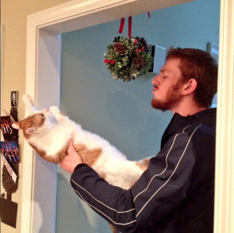 кошки ненавидят рождество, кошки ненавидят Новый год