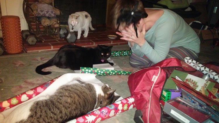 кошки ненавидят рождество, кошки ненавидят Новый год