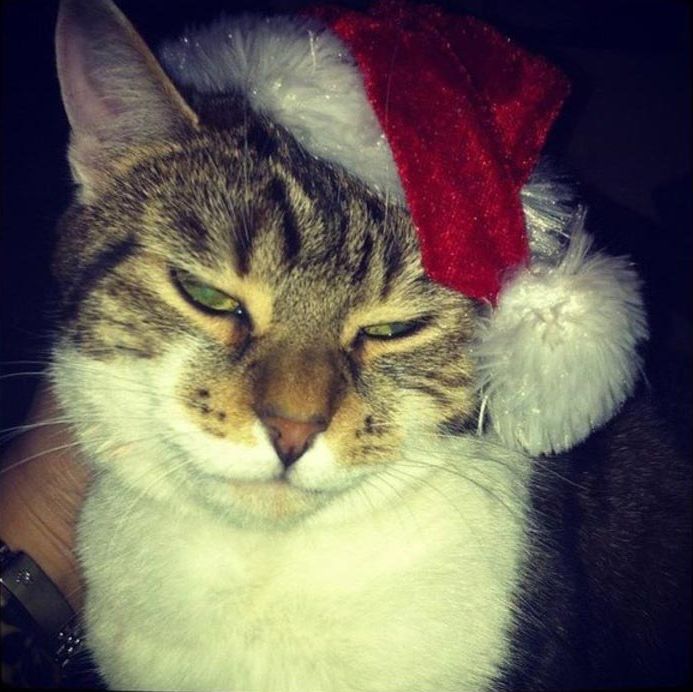 кошки ненавидят рождество, кошки ненавидят Новый год