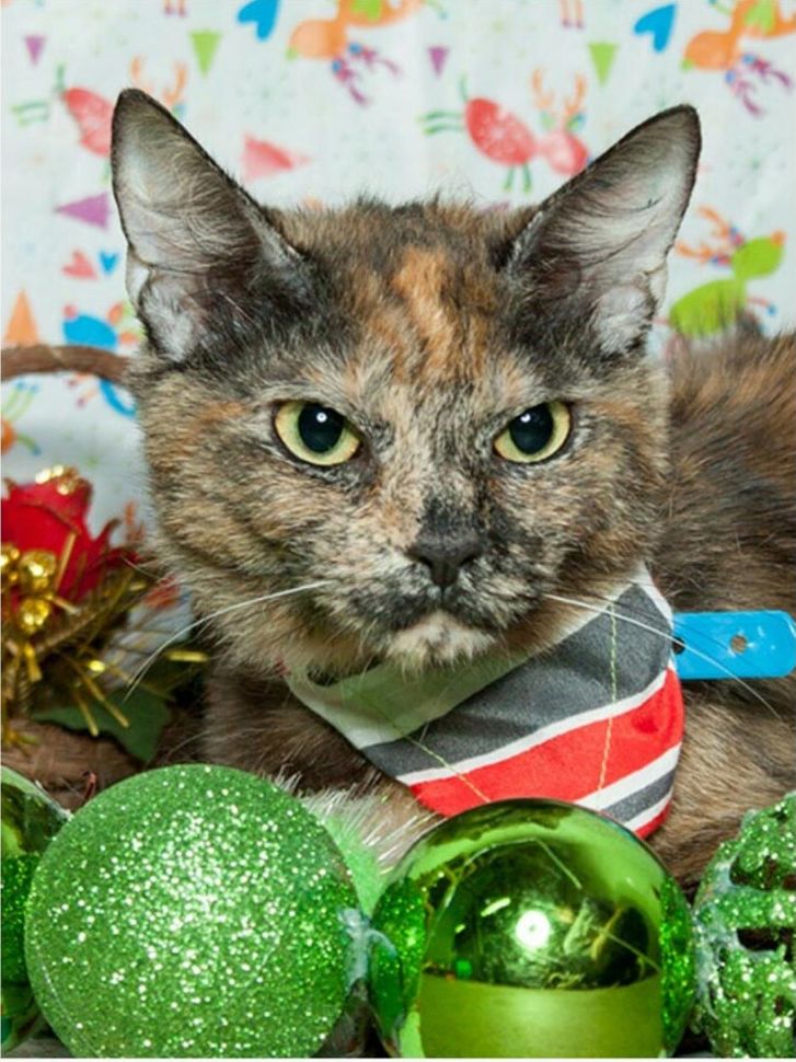 кошки ненавидят рождество, кошки ненавидят Новый год