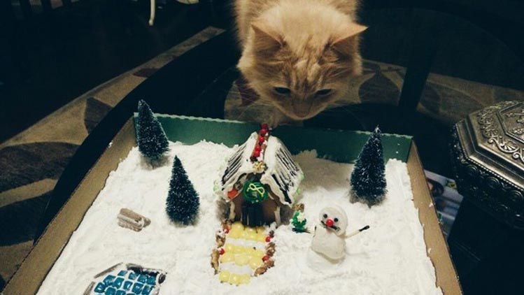 кошки ненавидят рождество, кошки ненавидят Новый год