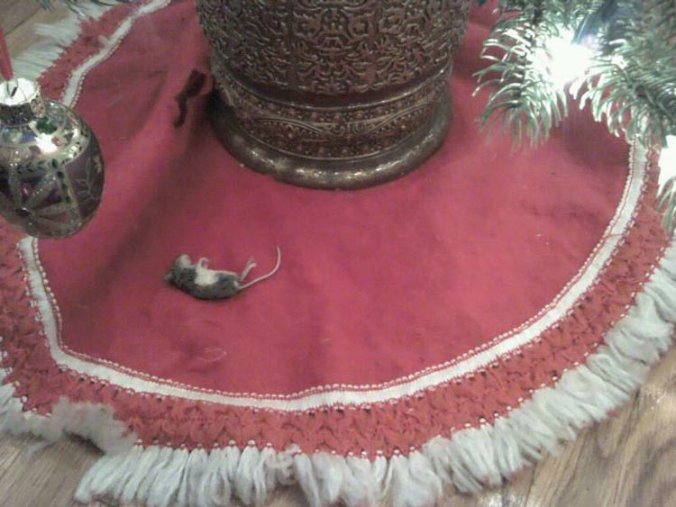 кошки ненавидят рождество, кошки ненавидят Новый год