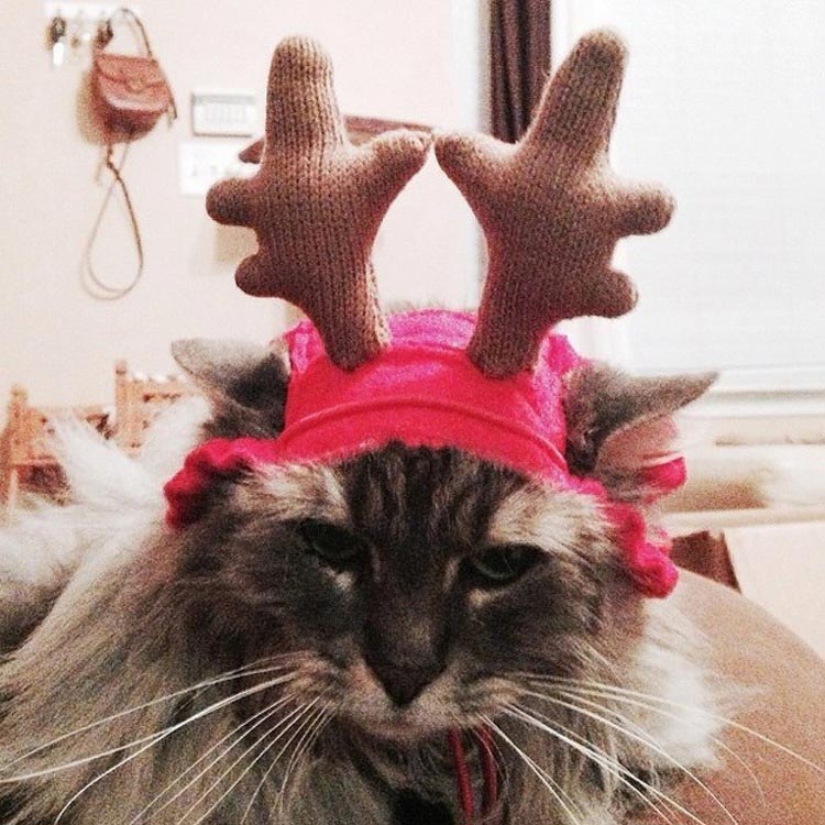 кошки ненавидят рождество, кошки ненавидят Новый год