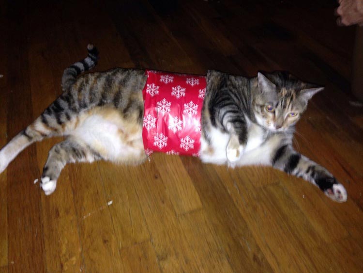 кошки ненавидят рождество, кошки ненавидят Новый год