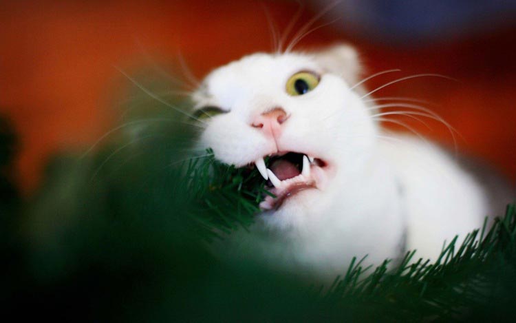 кошки ненавидят рождество, кошки ненавидят Новый год