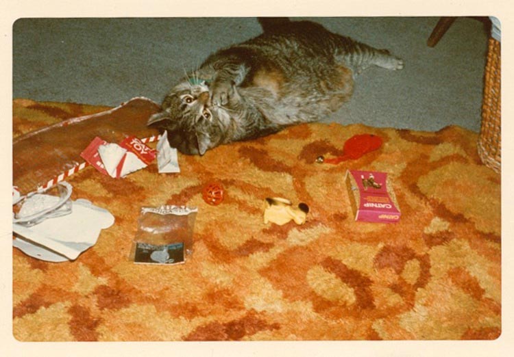 кошки ненавидят рождество, кошки ненавидят Новый год