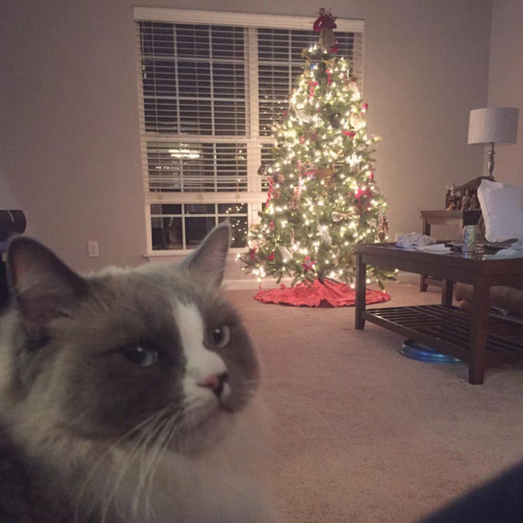 кошки ненавидят рождество, кошки ненавидят Новый год