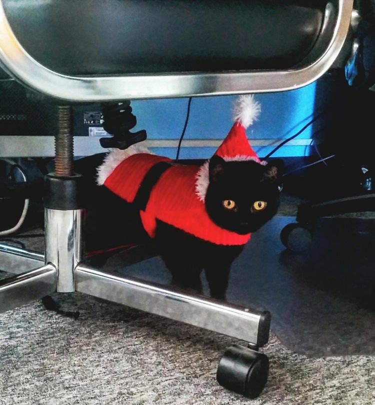 кошки ненавидят рождество, кошки ненавидят Новый год