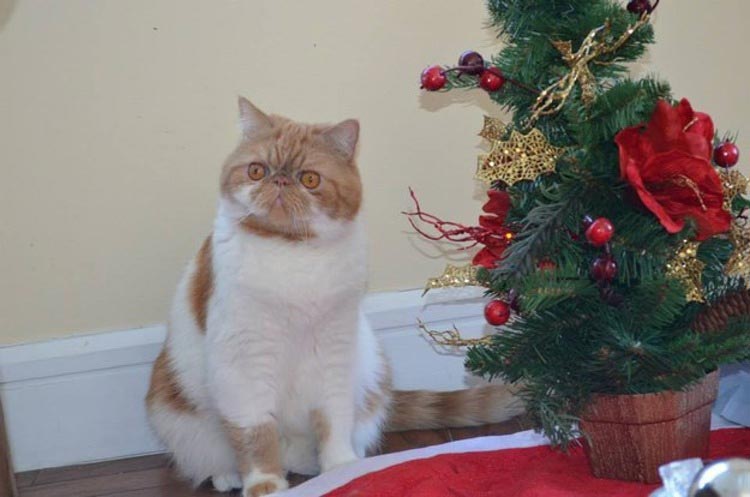 кошки ненавидят рождество, кошки ненавидят Новый год