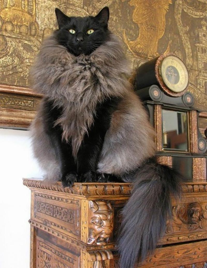 Официально заявляем, что эти 25 кошек являются самыми пушистыми в мире пушистые кошки, самые пушистые кошки, пушистые котята