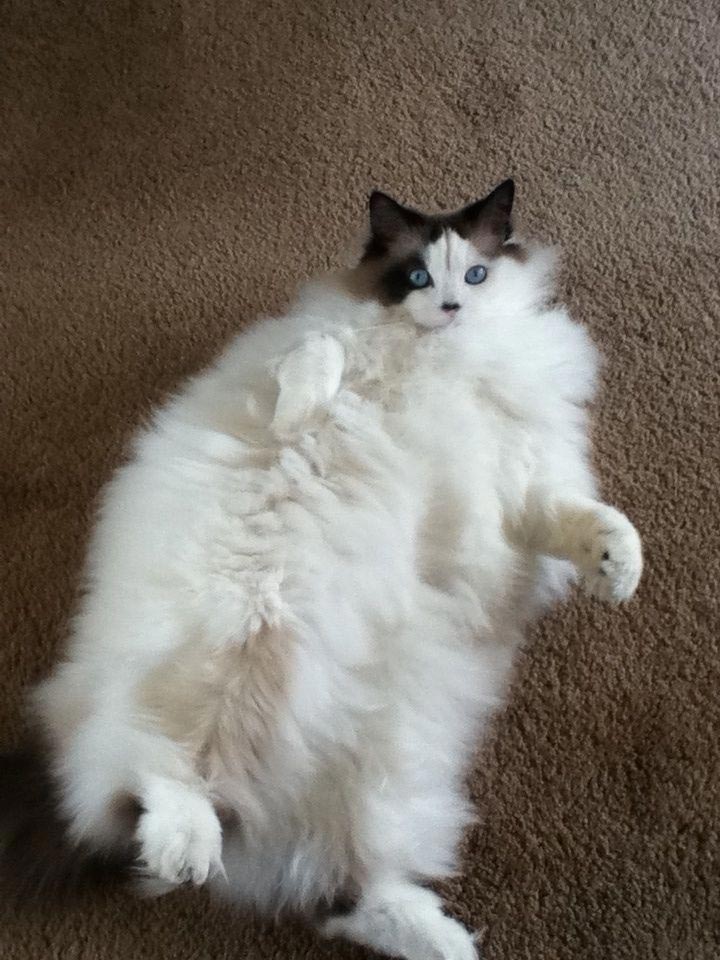 Официально заявляем, что эти 25 кошек являются самыми пушистыми в мире пушистые кошки, самые пушистые кошки, пушистые котята