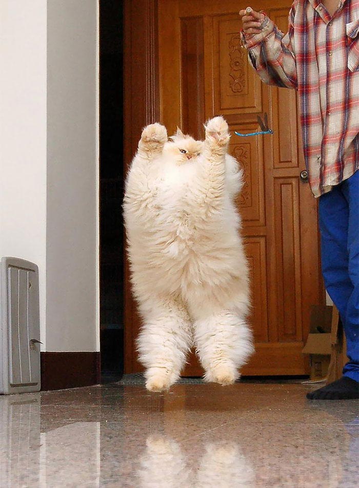 Прикольные картинки с котами смешные