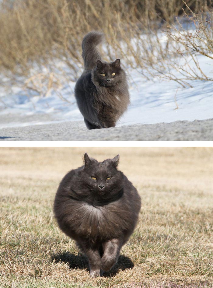 Официально заявляем, что эти 25 кошек являются самыми пушистыми в мире пушистые кошки, самые пушистые кошки, пушистые котята