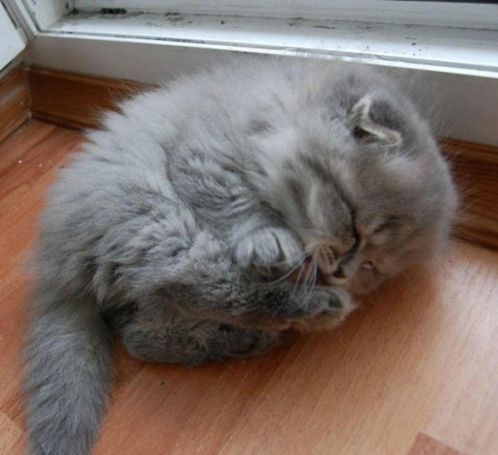 Официально заявляем, что эти 25 кошек являются самыми пушистыми в мире пушистые кошки, самые пушистые кошки, пушистые котята