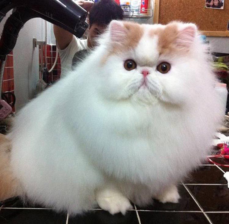 Самый толстый и пушистый кот фото