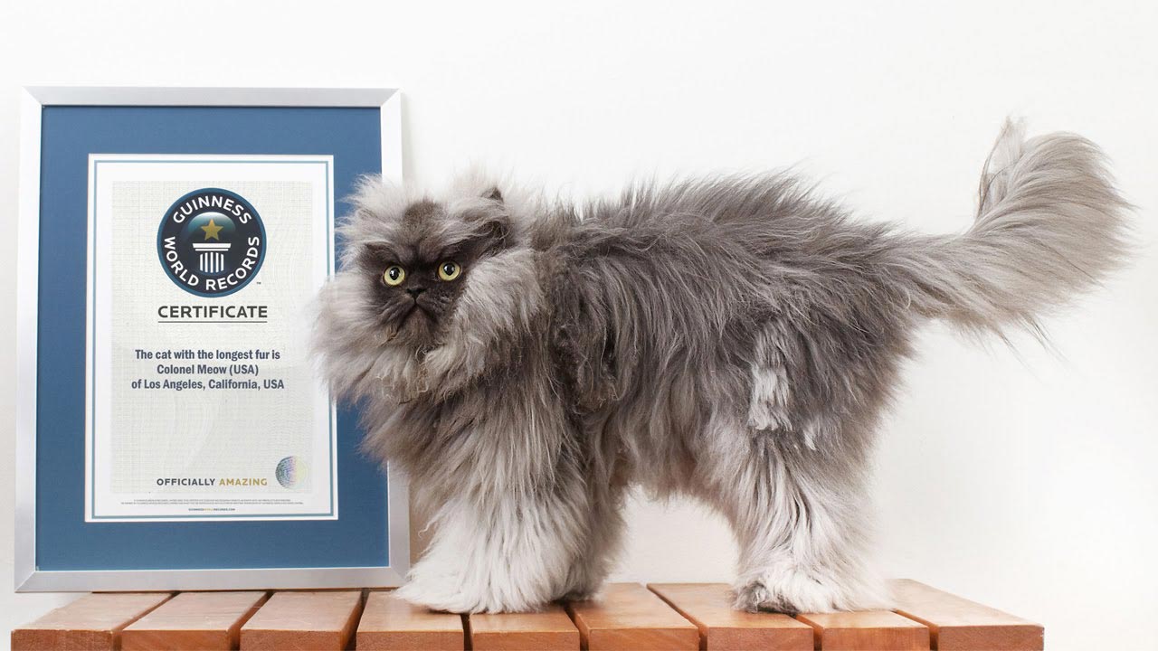 Официально заявляем, что эти 25 кошек являются самыми пушистыми в мире пушистые кошки, самые пушистые кошки, пушистые котята