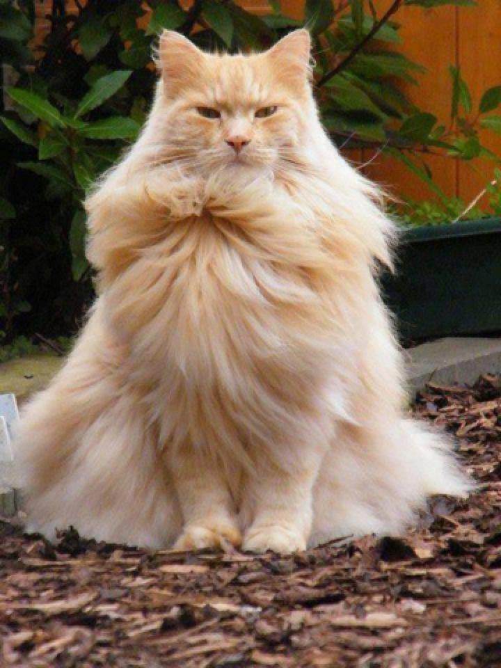Официально заявляем, что эти 25 кошек являются самыми пушистыми в мире пушистые кошки, самые пушистые кошки, пушистые котята