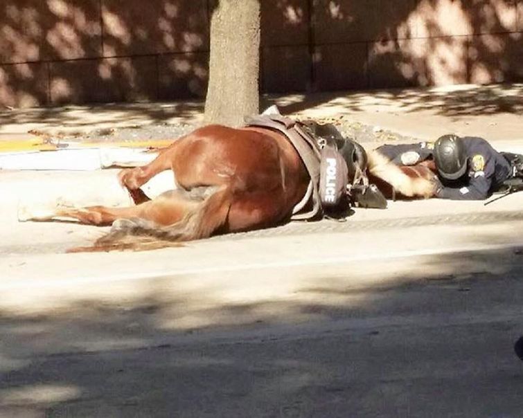 лошадь Шарлотта, полицейский обнимает умирающую лошадь, полицейский не бросил лошадь сбил грузовик