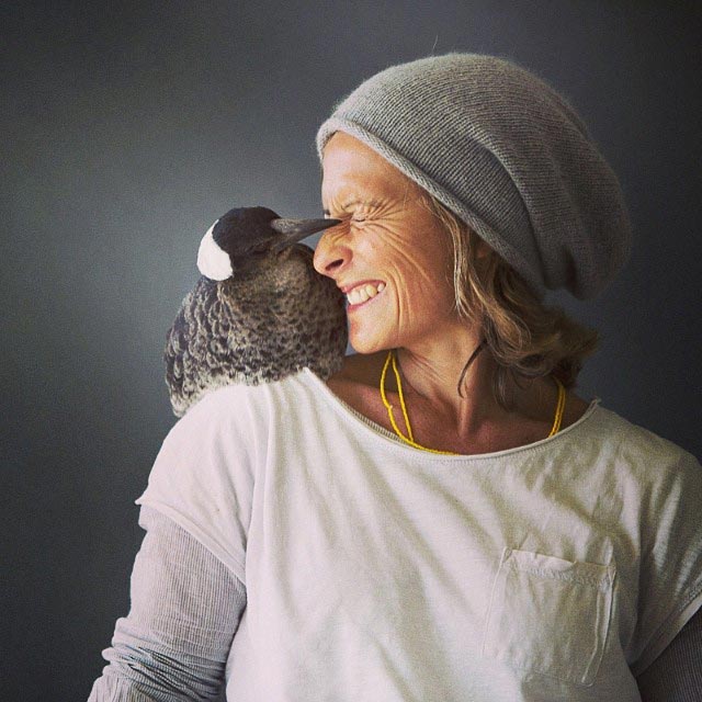 сорока Пингвин, домашняя сорока Пингвин, сорока по имени Пингвин, домашняя сорока