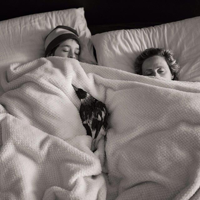 сорока Пингвин, домашняя сорока Пингвин, сорока по имени Пингвин, домашняя сорока