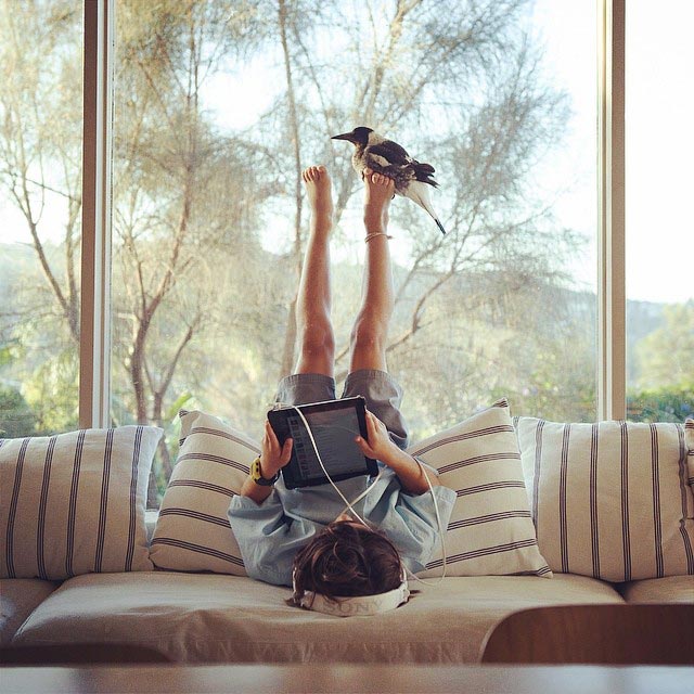 сорока Пингвин, домашняя сорока Пингвин, сорока по имени Пингвин, домашняя сорока