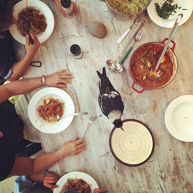 сорока Пингвин, домашняя сорока Пингвин, сорока по имени Пингвин, домашняя сорока