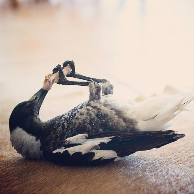 сорока Пингвин, домашняя сорока Пингвин, сорока по имени Пингвин, домашняя сорока