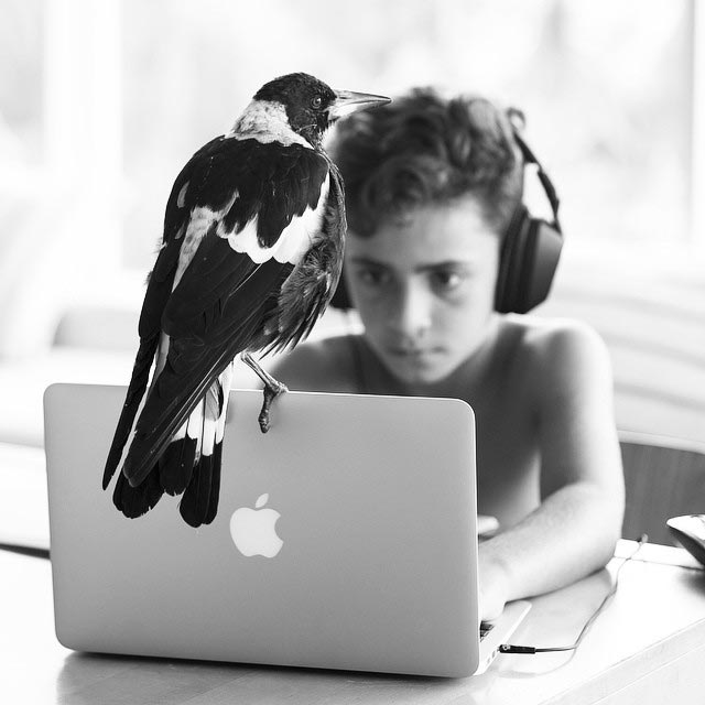 сорока Пингвин, домашняя сорока Пингвин, сорока по имени Пингвин, домашняя сорока