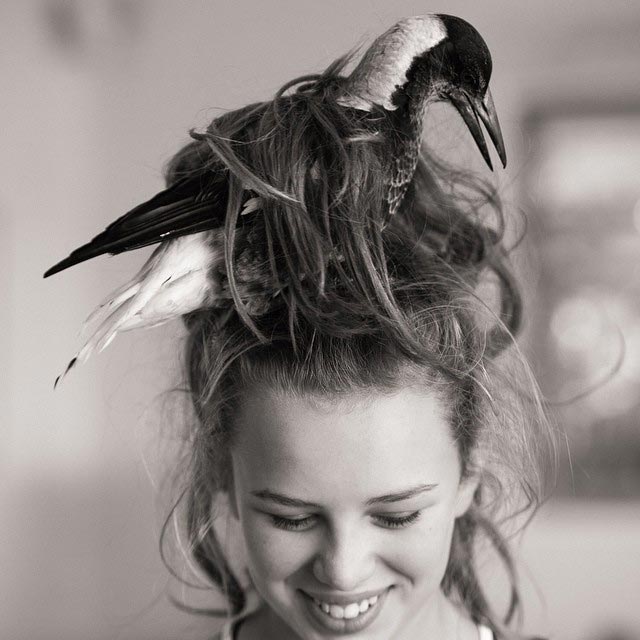 сорока Пингвин, домашняя сорока Пингвин, сорока по имени Пингвин, домашняя сорока