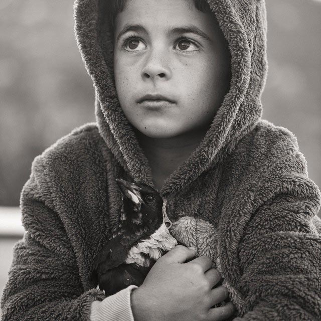 сорока Пингвин, домашняя сорока Пингвин, сорока по имени Пингвин, домашняя сорока