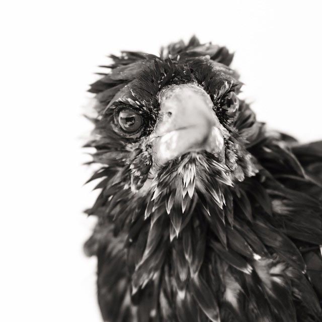 сорока Пингвин, домашняя сорока Пингвин, сорока по имени Пингвин, домашняя сорока